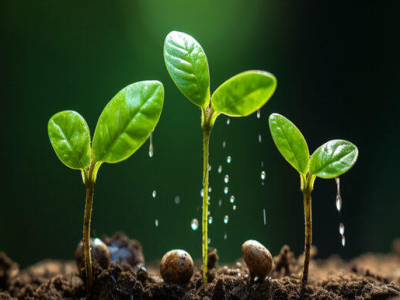 Die Wirkung von Huminsäure auf die Bodenverbesserung