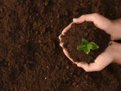 Die Wirkung von Huminsäure auf die Bodenverbesserung – chemische Wirkung