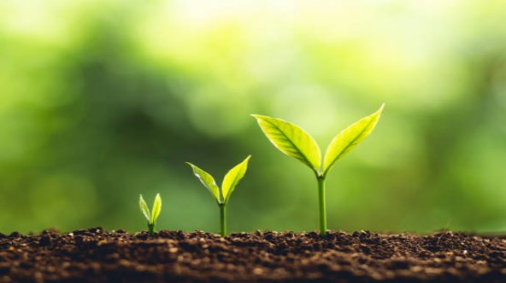 Die verbessernde Wirkung von Huminsäure auf den Boden – physikalische Wirkung.jpg