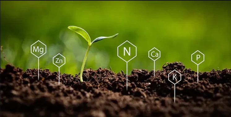 Aktivierung und Speicherung von Nährstoffen.jpg