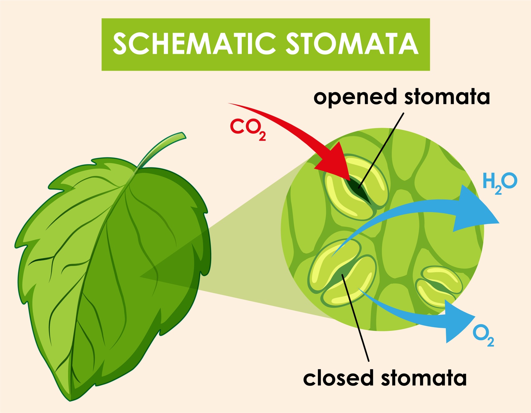 Die fördernde Wirkung von Fulvosäure auf das Pflanzenwachstum und ihre Anwendung in der landwirtschaftlichen Produktion.jpg