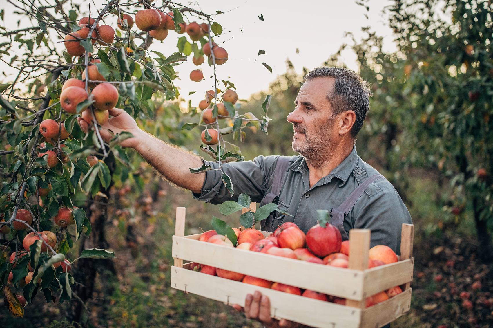 Die fördernde Wirkung von Fulvosäure auf das Pflanzenwachstum und ihre Anwendung in der landwirtschaftlichen Produktion.jpg