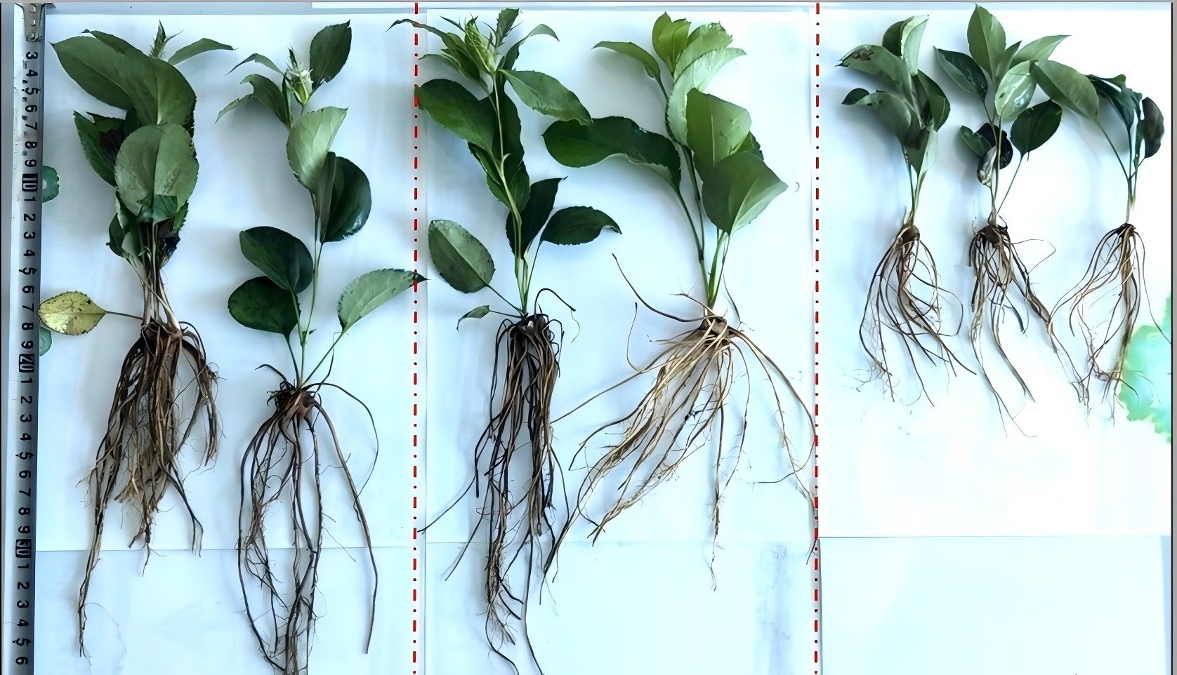 Die fördernde Wirkung von Fulvinsäure auf das Pflanzenwachstum und ihre Anwendung in der landwirtschaftlichen Produktion.jpg