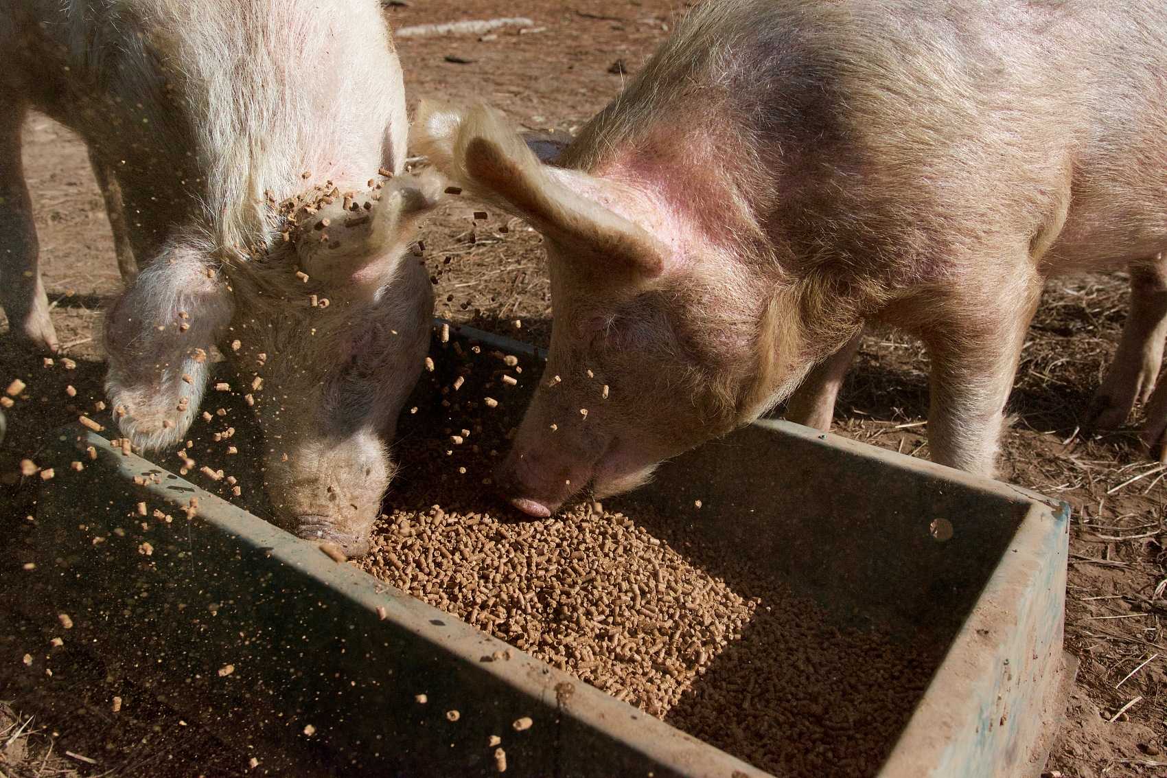 Anwendung von Natrium -Humat in der Landwirtschaft.jpg