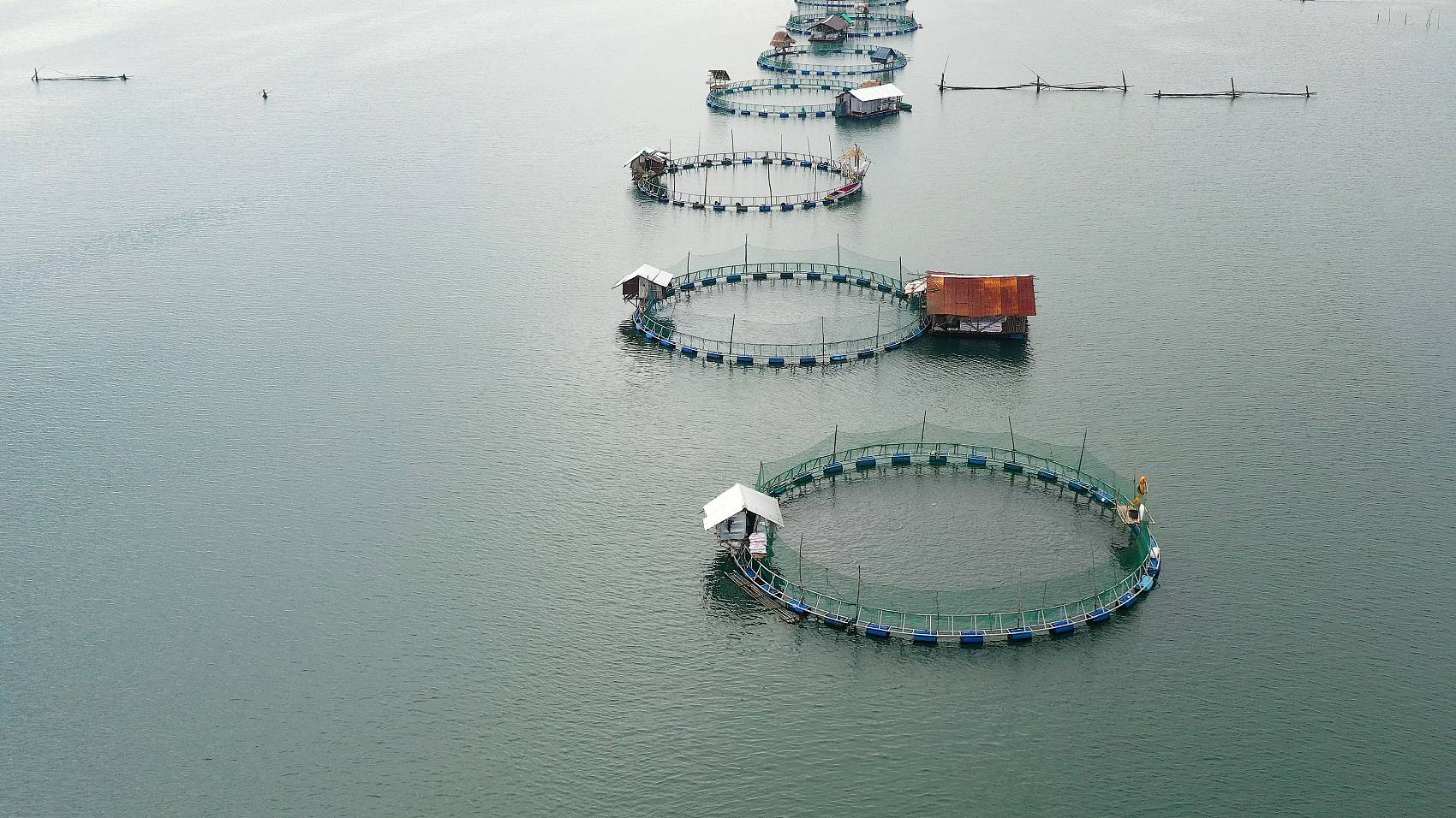 Anwendung von Natrium -Humat in der Landwirtschaft.jpg